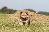 CHIEN FINNOIS DE LAPONIE 340